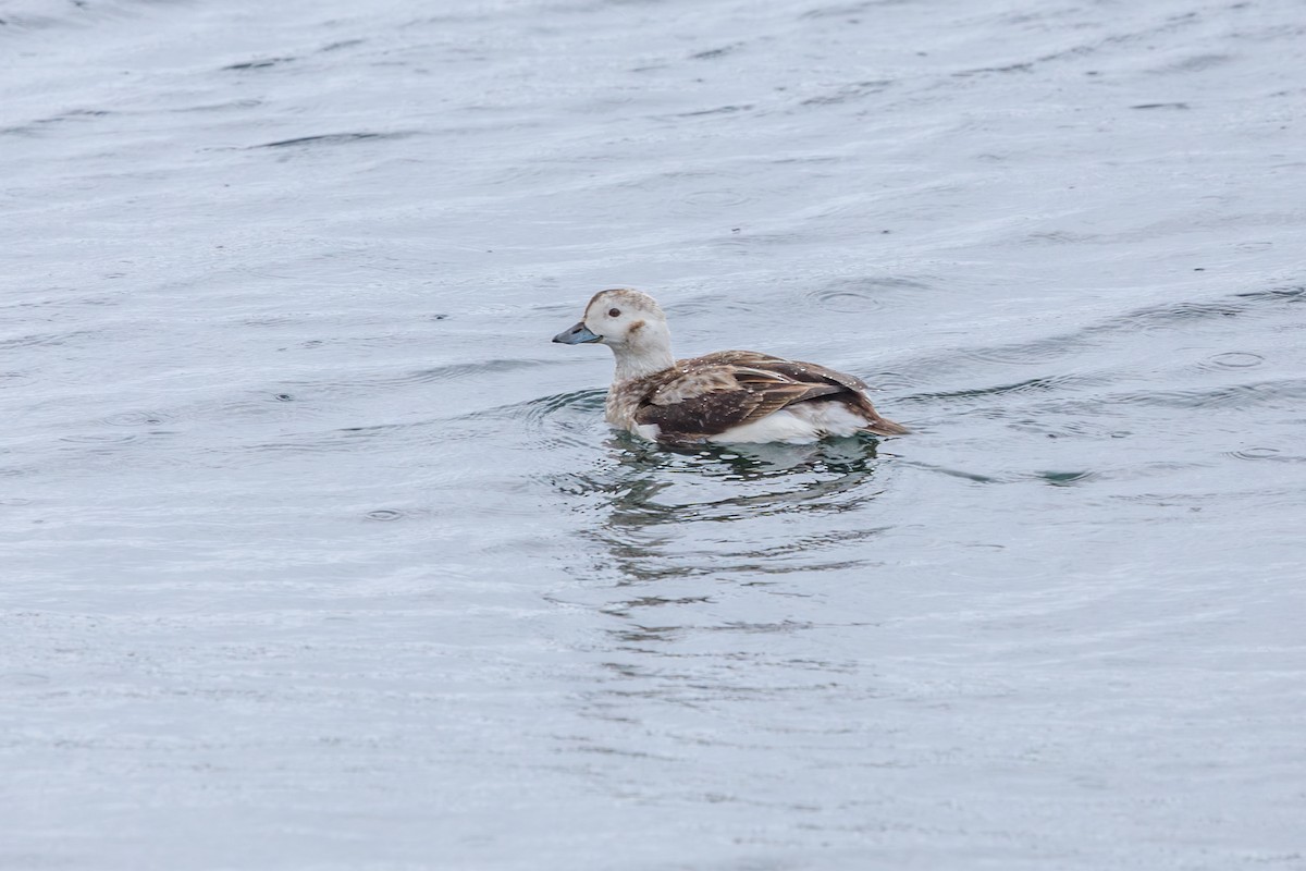 Long-tailed Duck - ML616018971