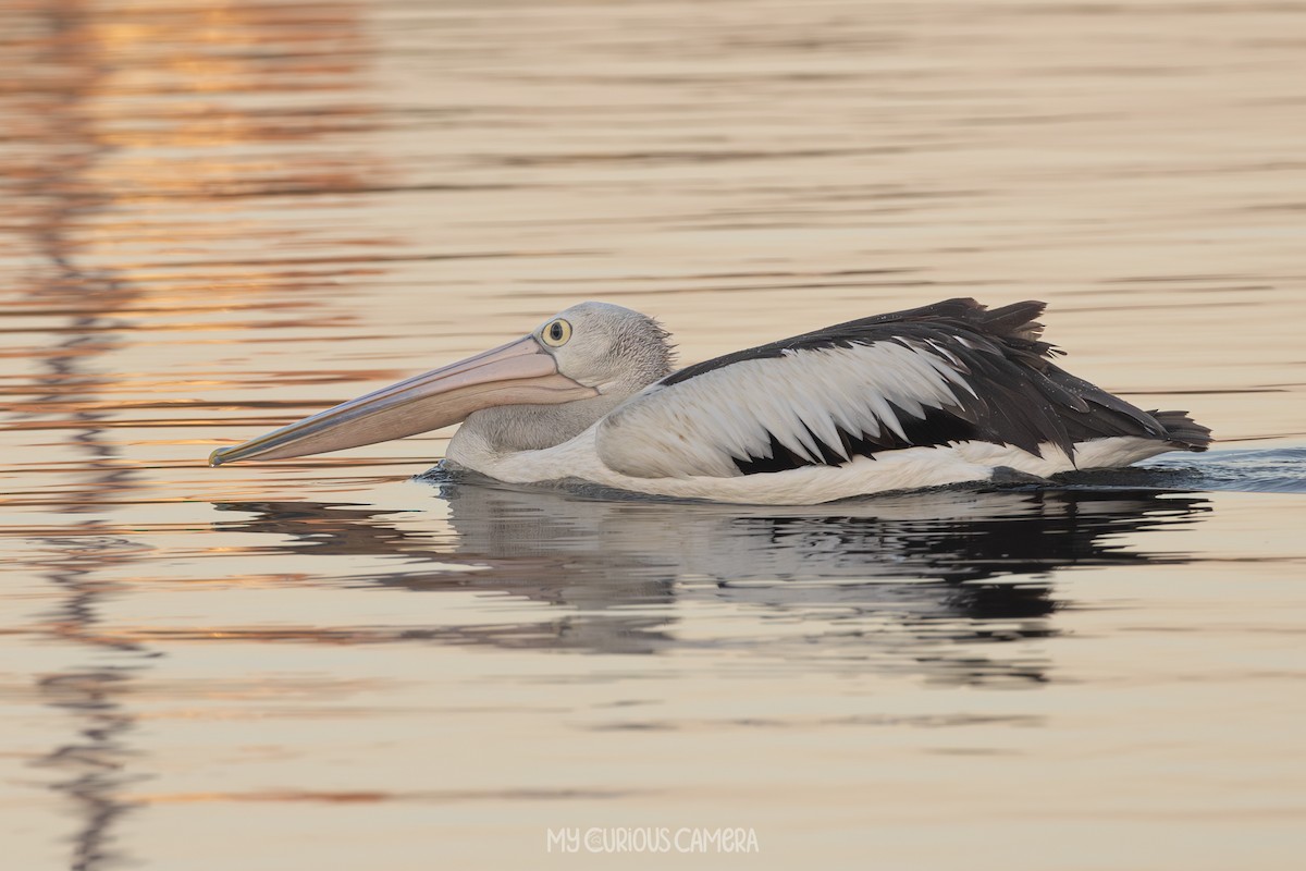 pelikán australský - ML616019026