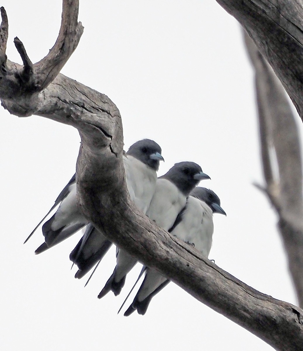 White-breasted Woodswallow - ML616019037