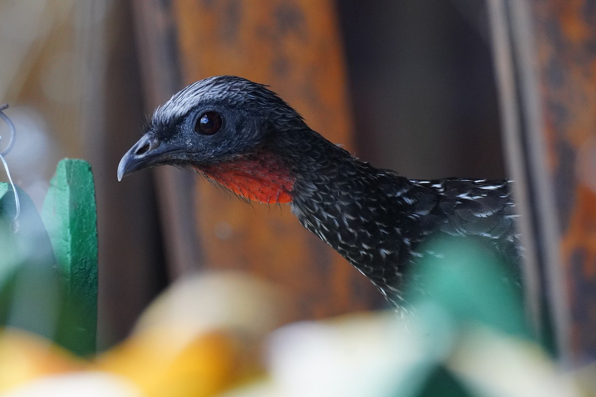 Dusky-legged Guan - ML616019045