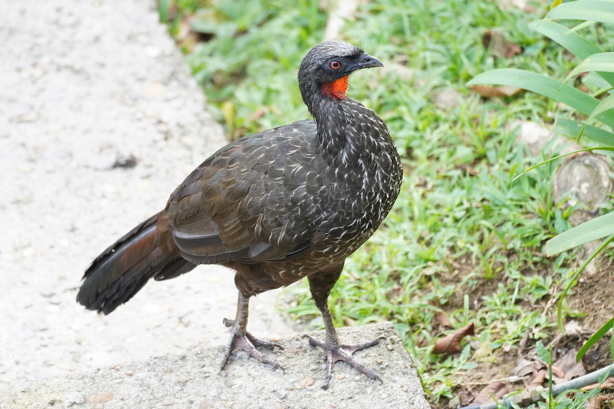 Dusky-legged Guan - ML616019046