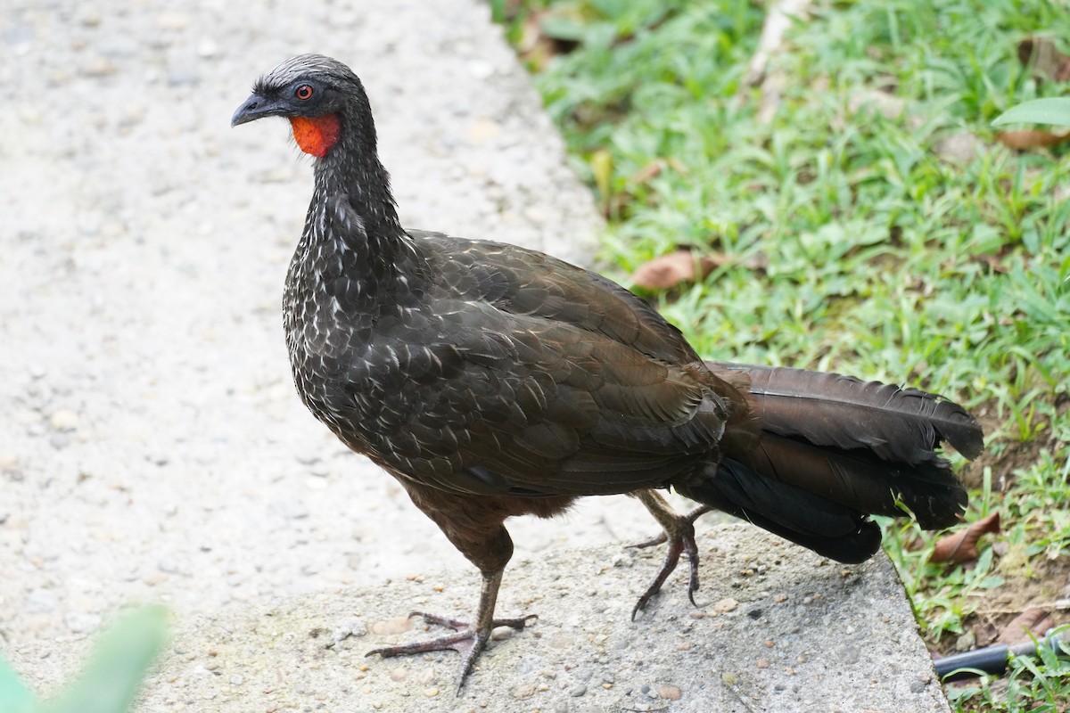 Dusky-legged Guan - ML616019048