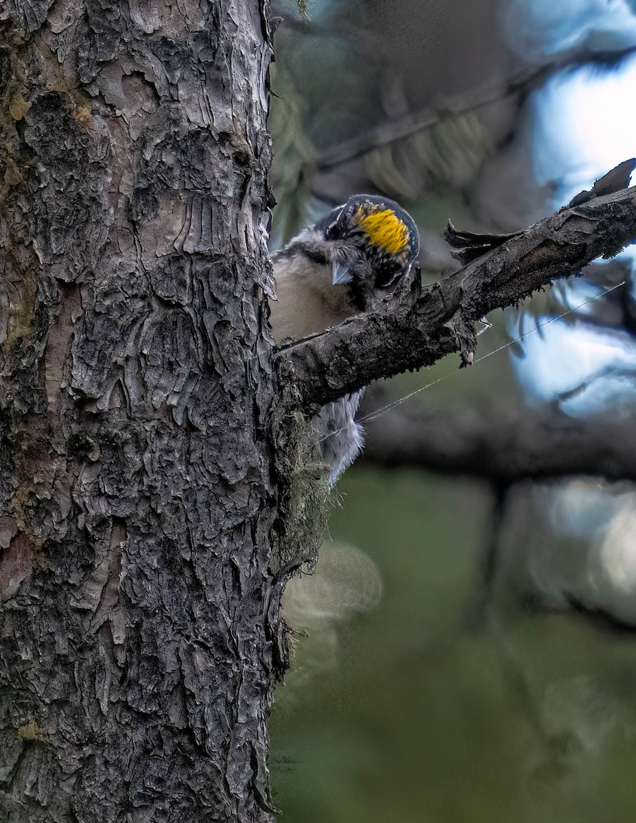 American Three-toed Woodpecker - Courtney Rella