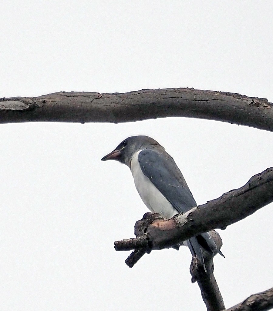 White-breasted Woodswallow - ML616019081