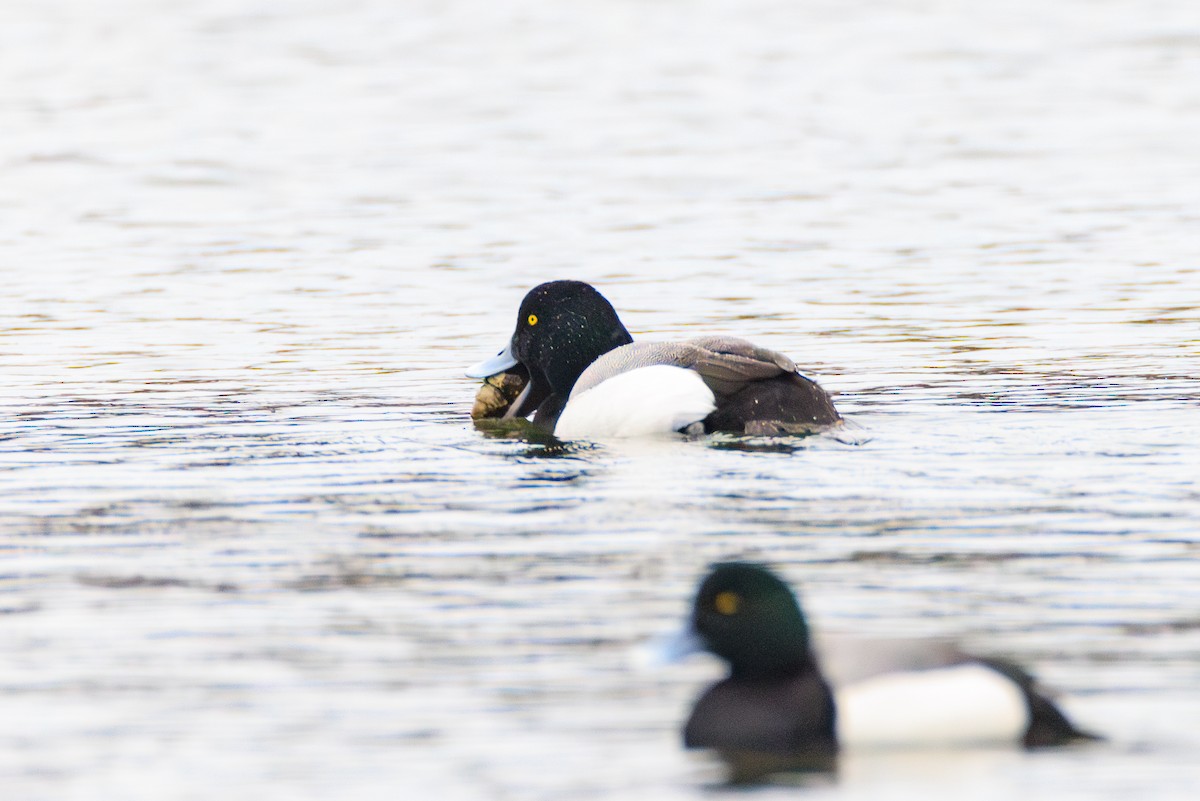 Greater Scaup - ML616019082