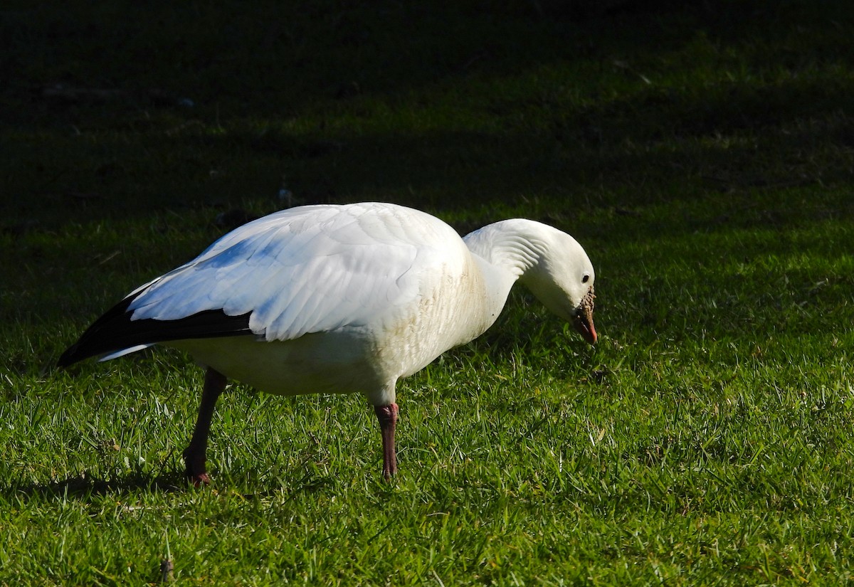 Ross's Goose - ML616019089