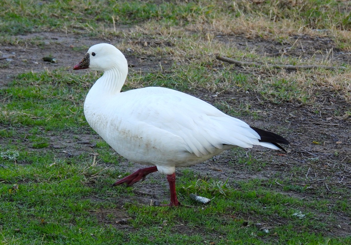 Ross's Goose - ML616019091