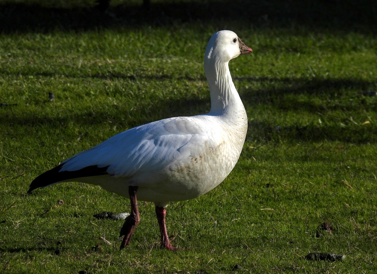 Ross's Goose - ML616019092