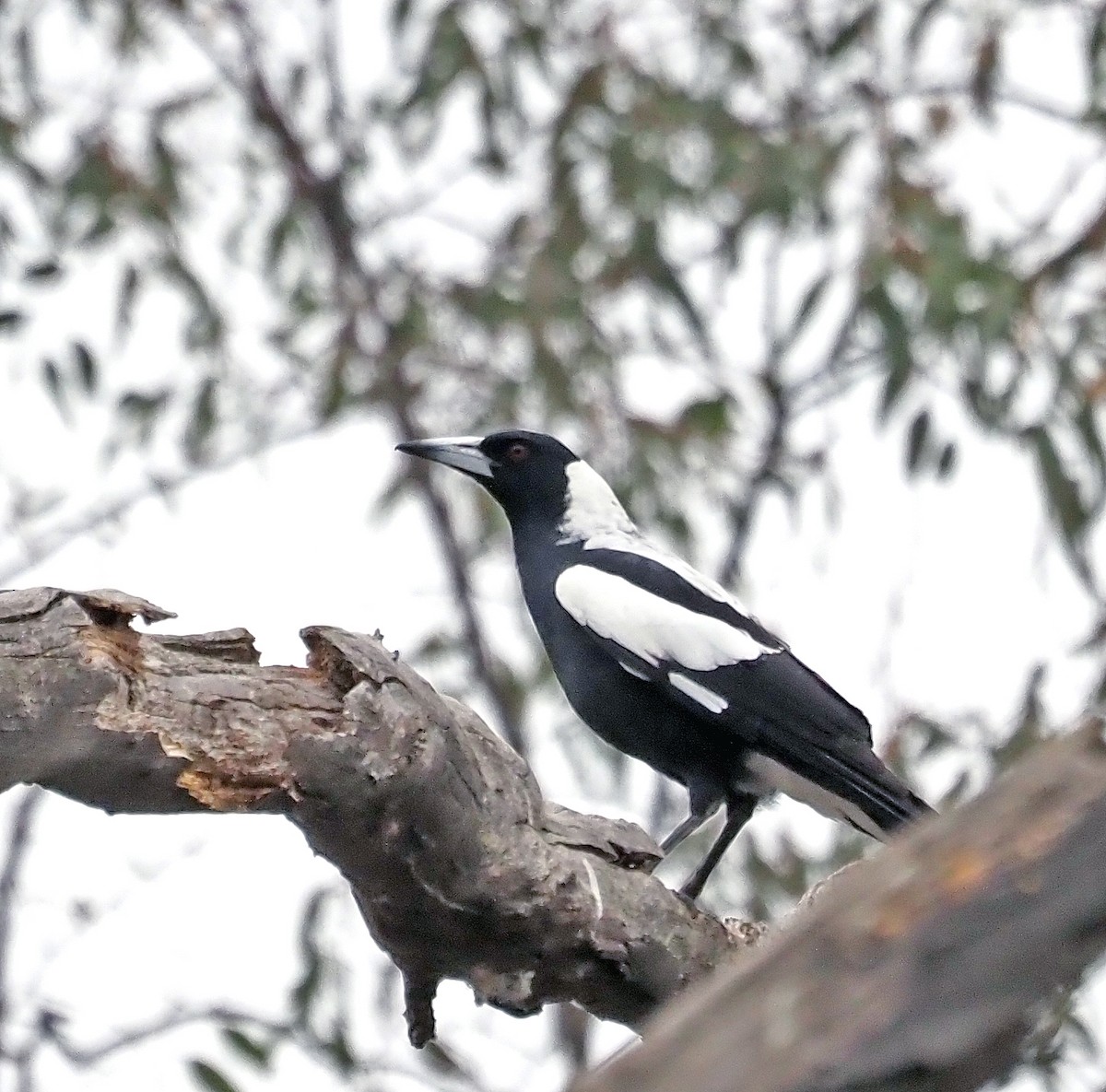 Australian Magpie - Steve Law