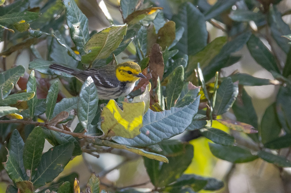 Golden-cheeked Warbler - ML616019104