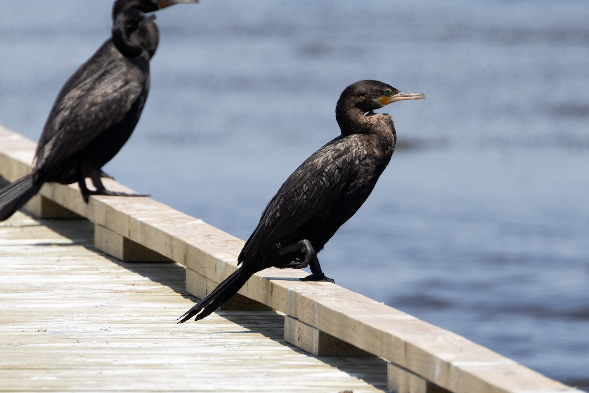 Cormorán Biguá - ML616019113