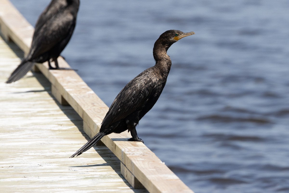 Cormorán Biguá - ML616019115