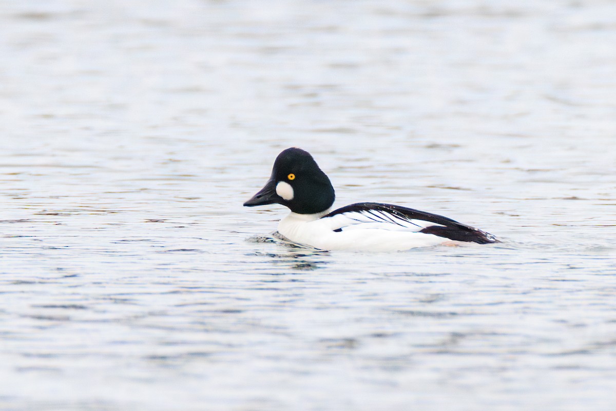 Common Goldeneye - ML616019123