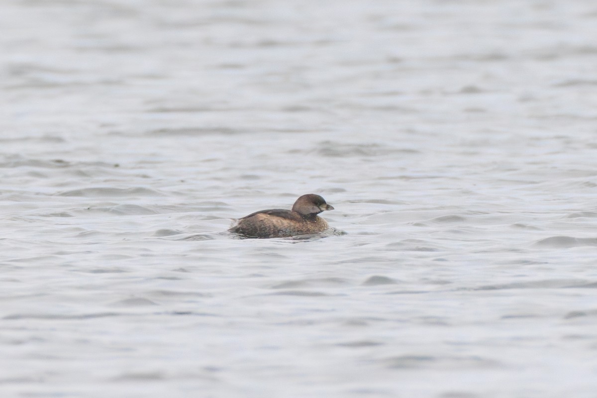 Pied-billed Grebe - ML616019132