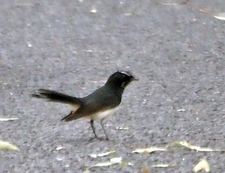 Willie-wagtail - ML616019135