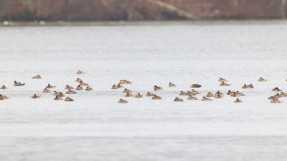 Ruddy Duck - ML616019137