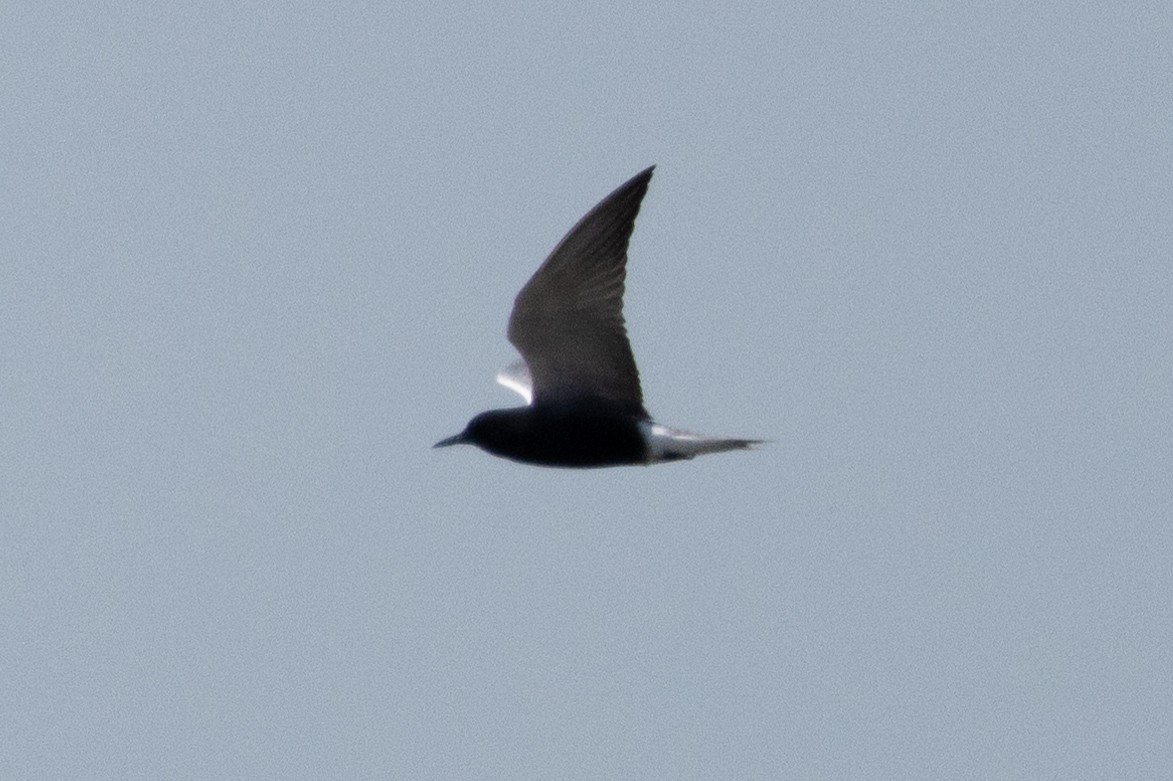 Black Tern - ML616019236