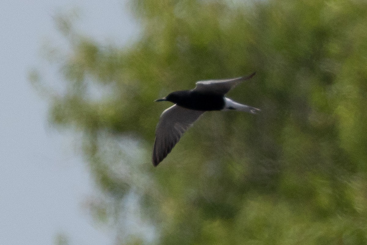 Black Tern - ML616019237