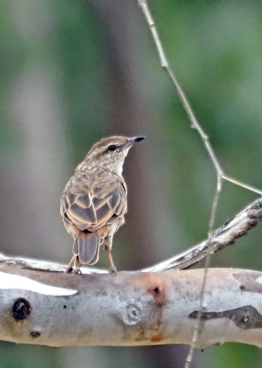 Rufous Songlark - ML616019241