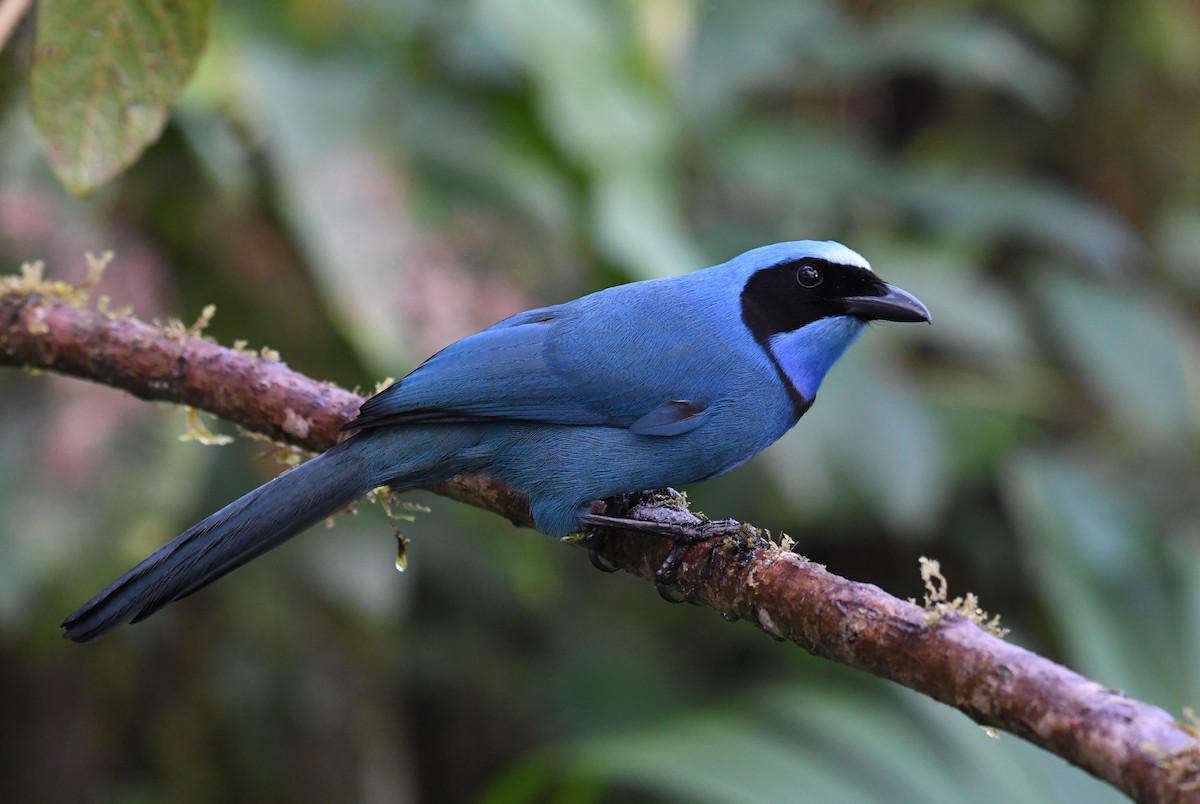 Turquoise Jay - Colin Dillingham