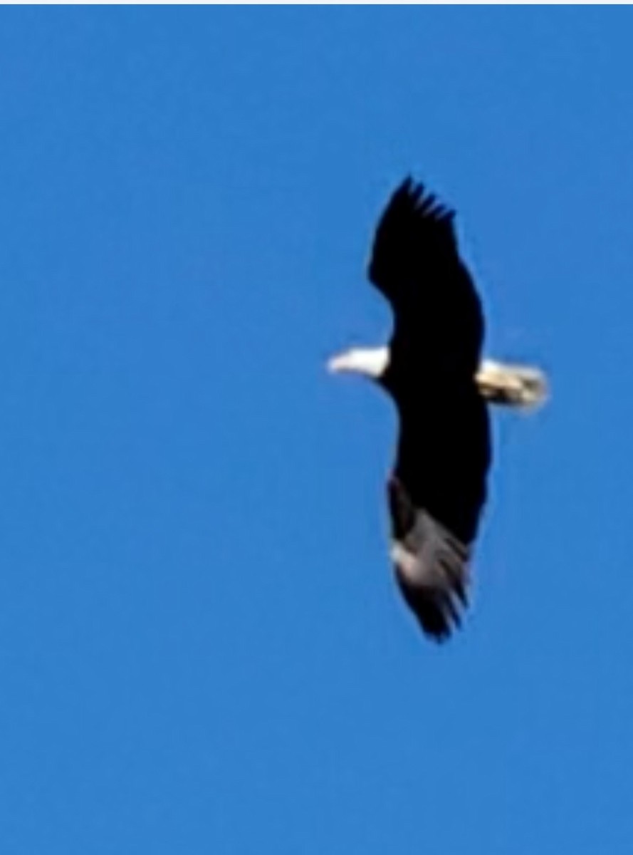 Bald Eagle - ML616019287