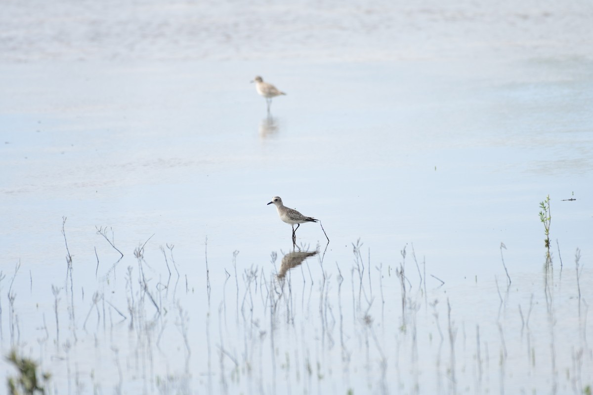 Black-bellied Plover - ML616019313