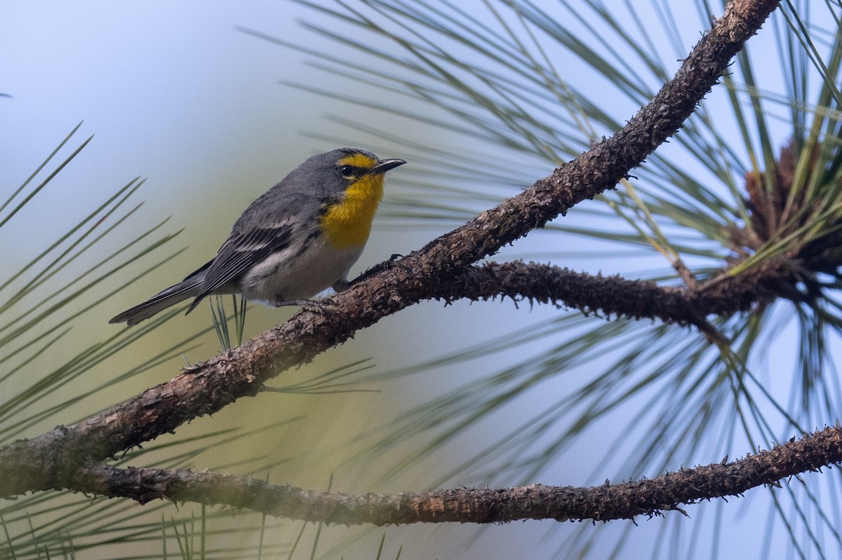 Grace's Warbler - ML616019316