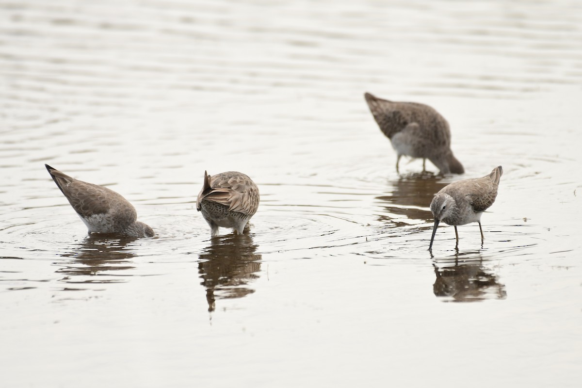 Stilt Sandpiper - ML616019329