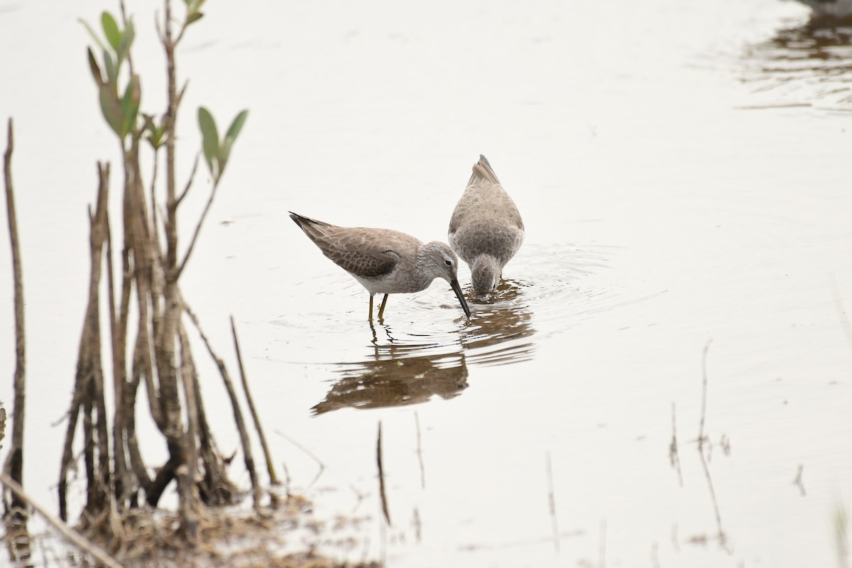 Stilt Sandpiper - ML616019330