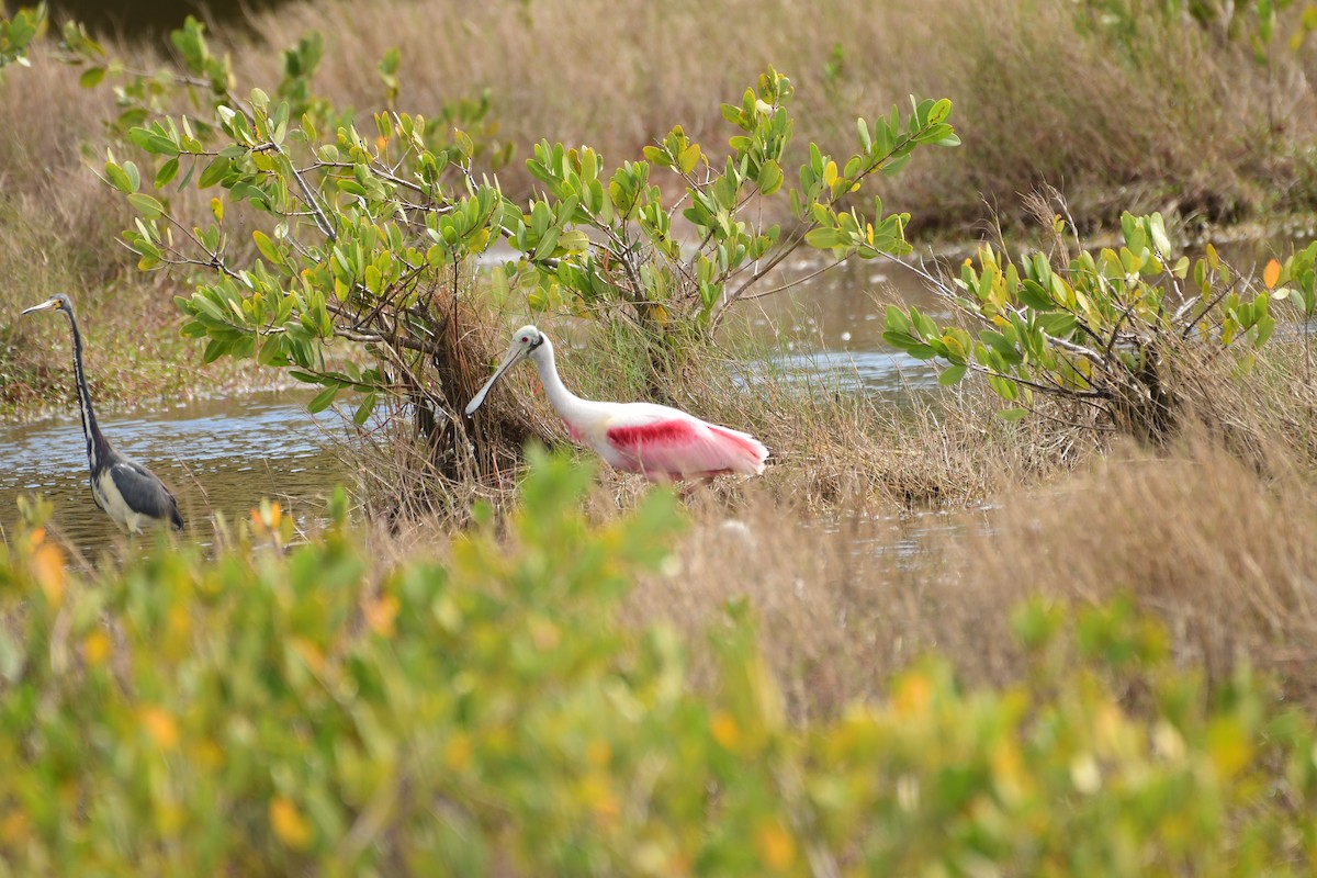 Roseate Spoonbill - ML616019339