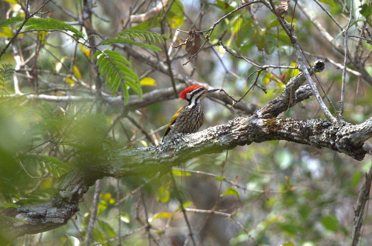 Common Flameback - ML616019359