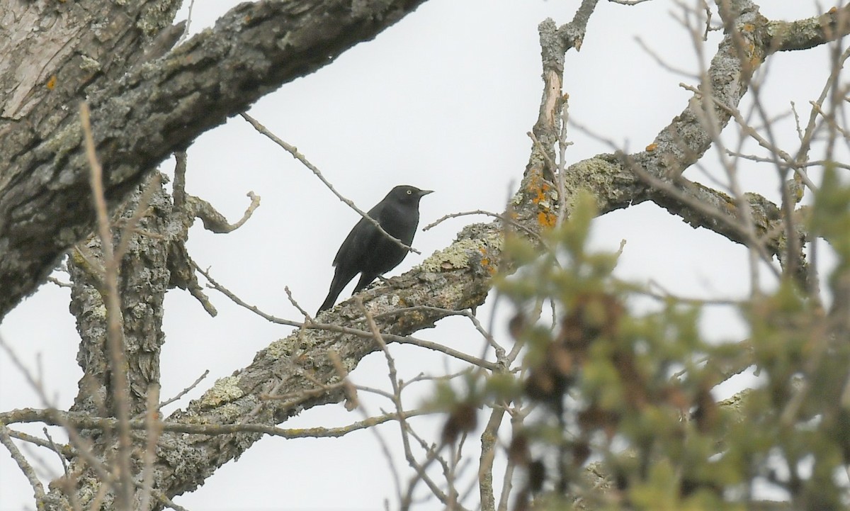 Rusty Blackbird - ML616019361