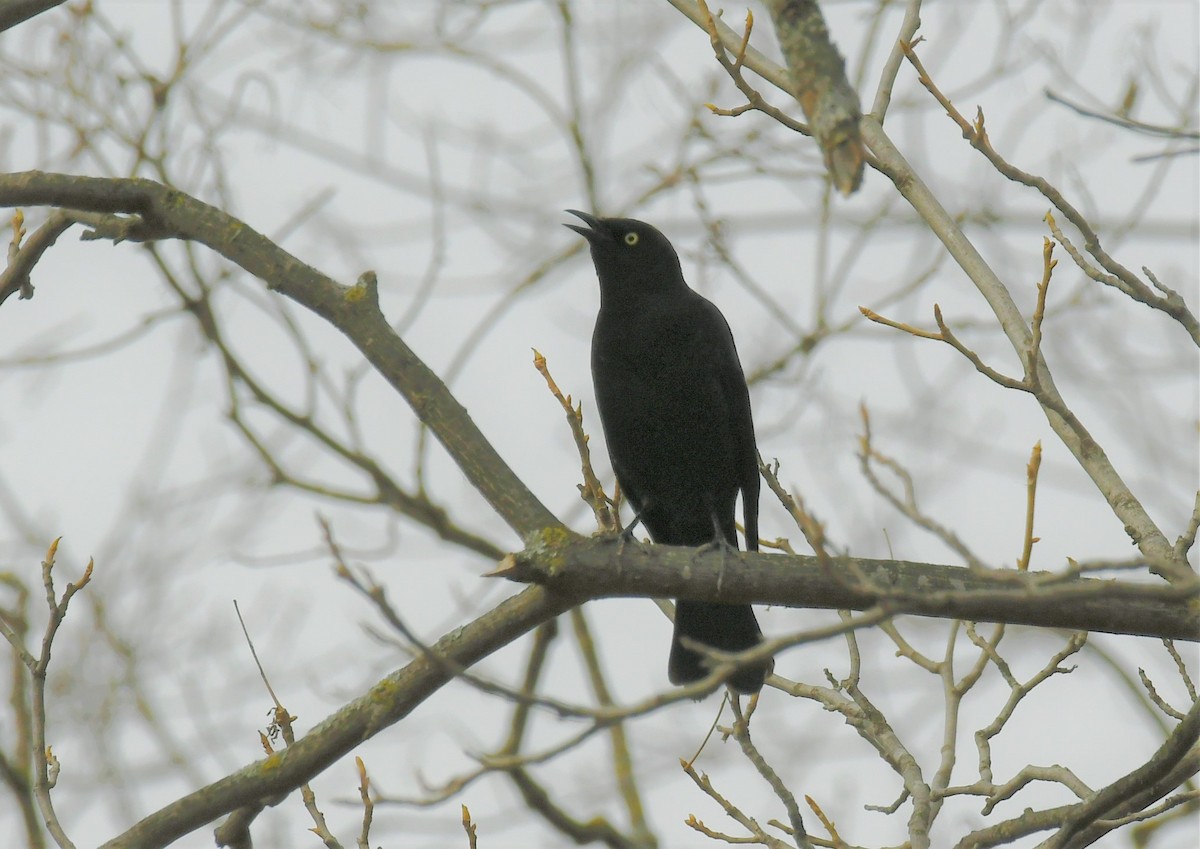 Rusty Blackbird - ML616019362