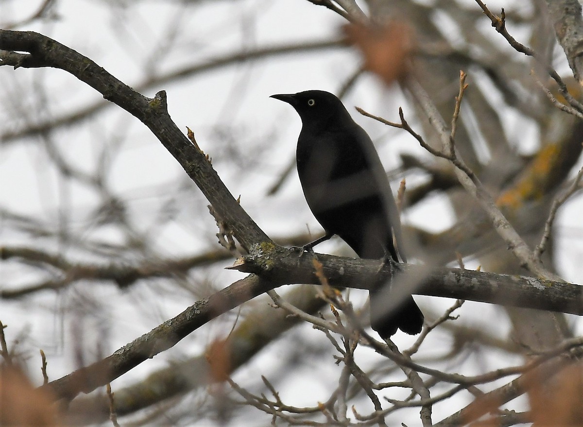 Rusty Blackbird - ML616019363