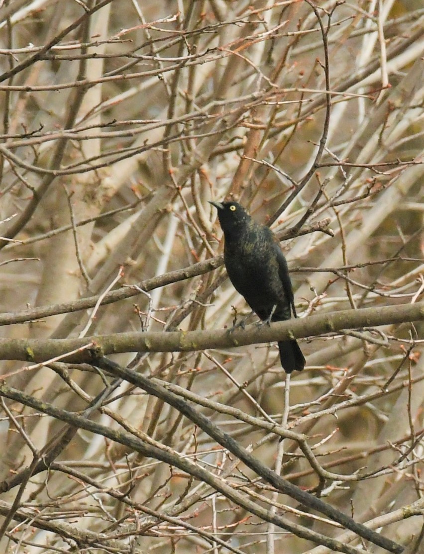 Rusty Blackbird - ML616019364
