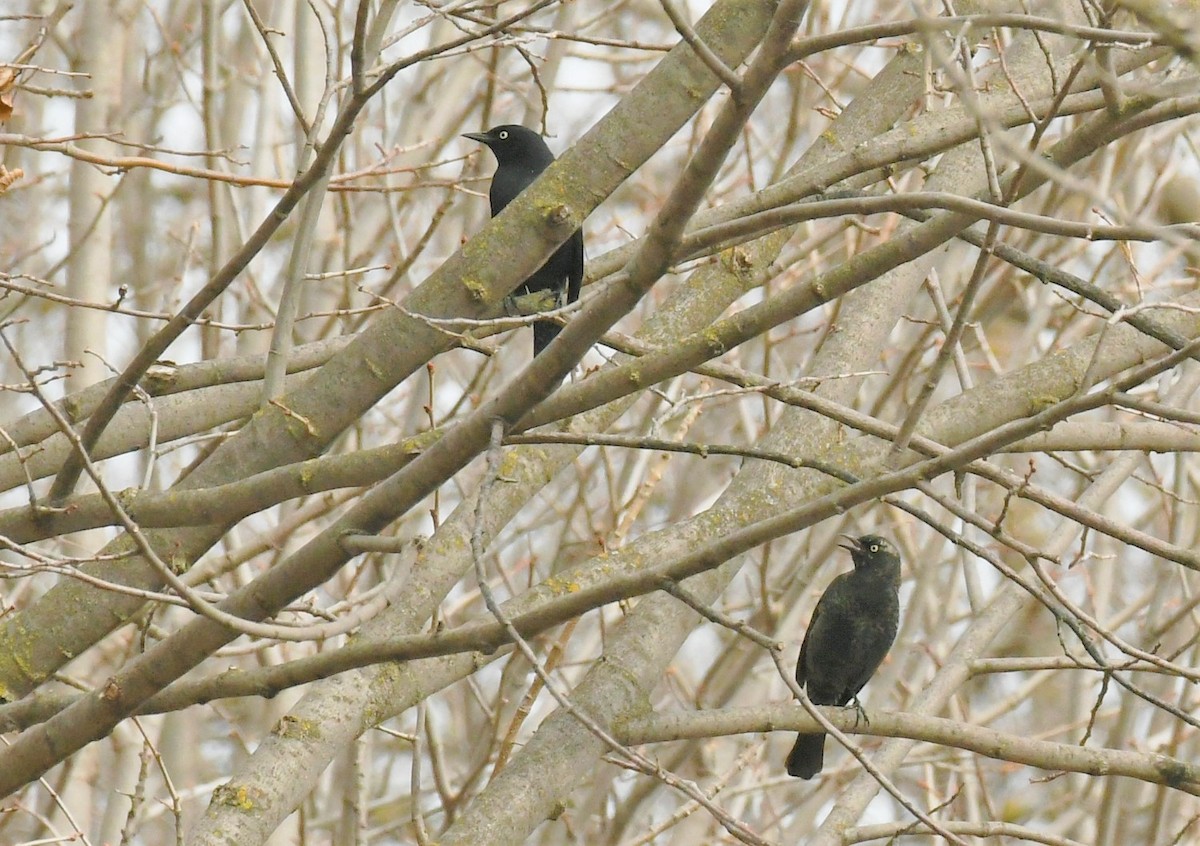 Rusty Blackbird - ML616019365