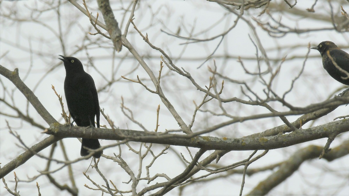 Rusty Blackbird - ML616019366