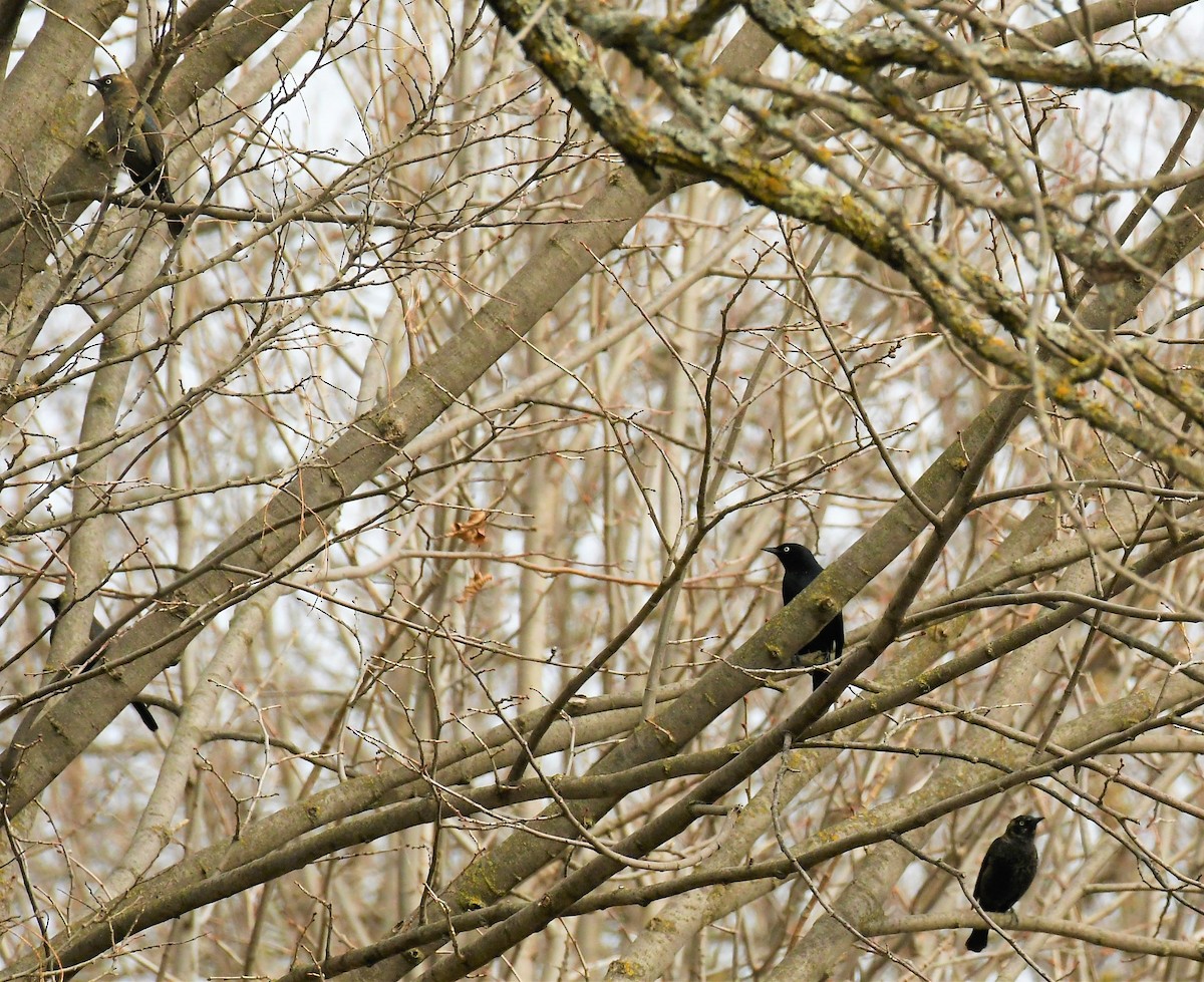 Rusty Blackbird - ML616019367