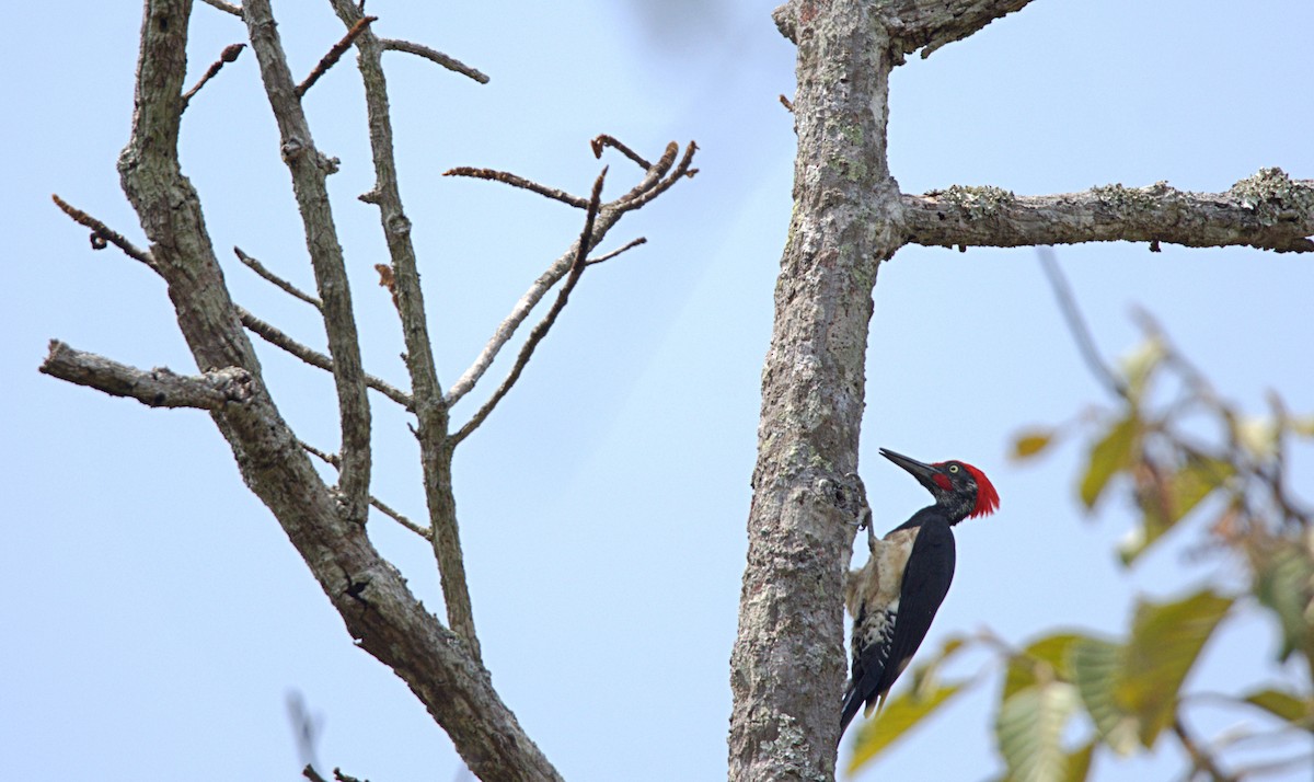 White-bellied Woodpecker - ML616019373