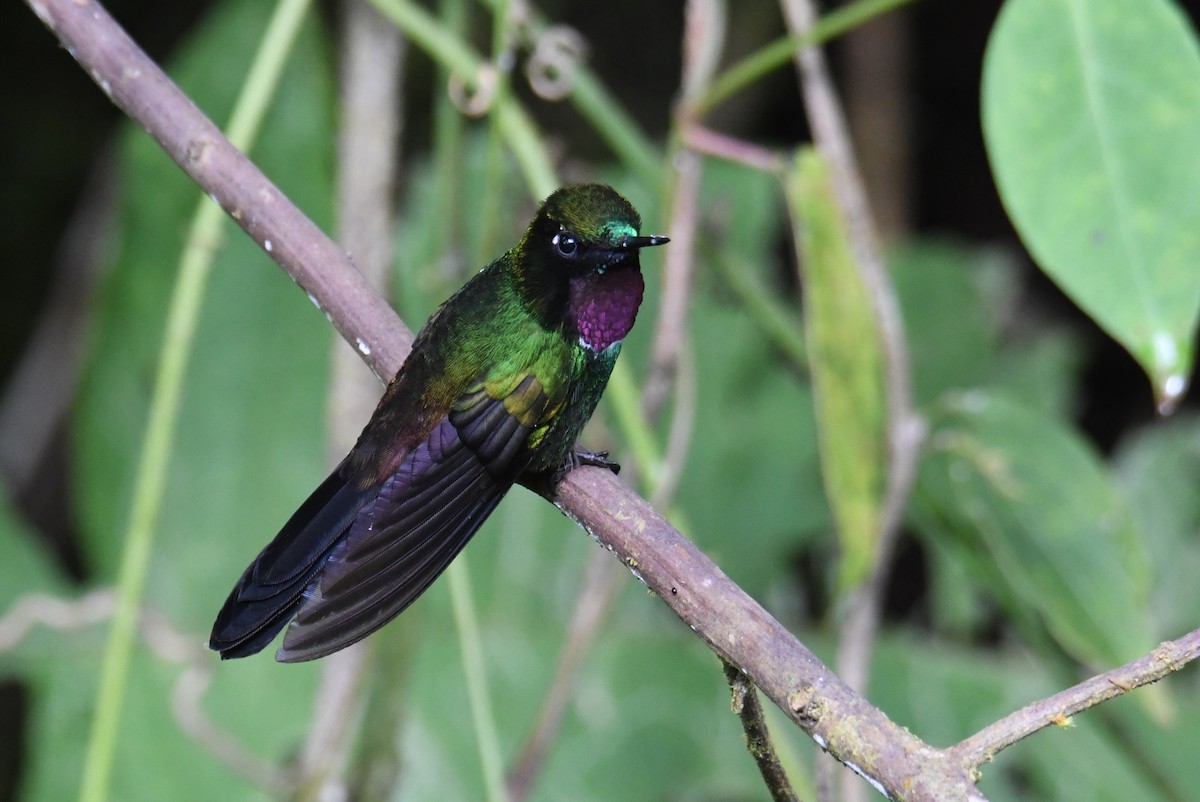 Colibrí Pectoral - ML616019381