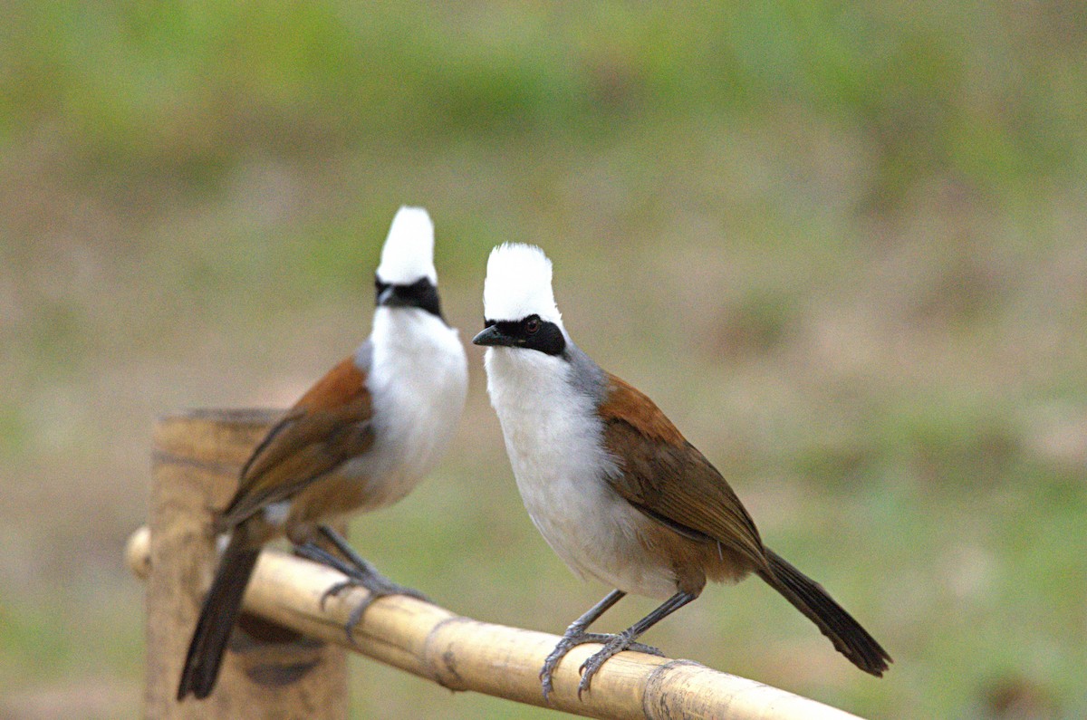 White-crested Laughingthrush - ML616019391