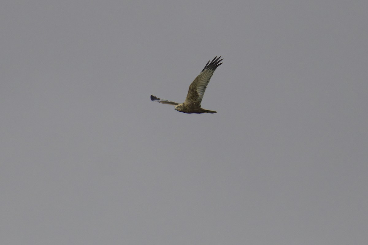 Western Marsh Harrier - Mark Wilson