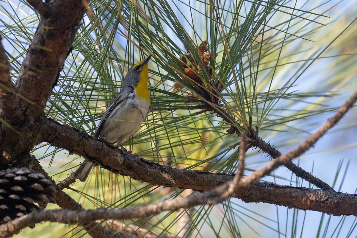 Grace's Warbler - ML616019491