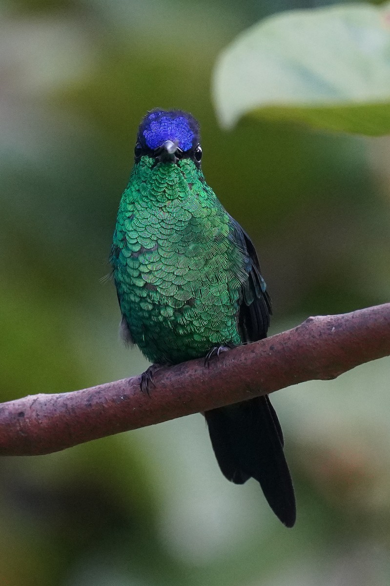 kolibřík fialovotemenný - ML616019524