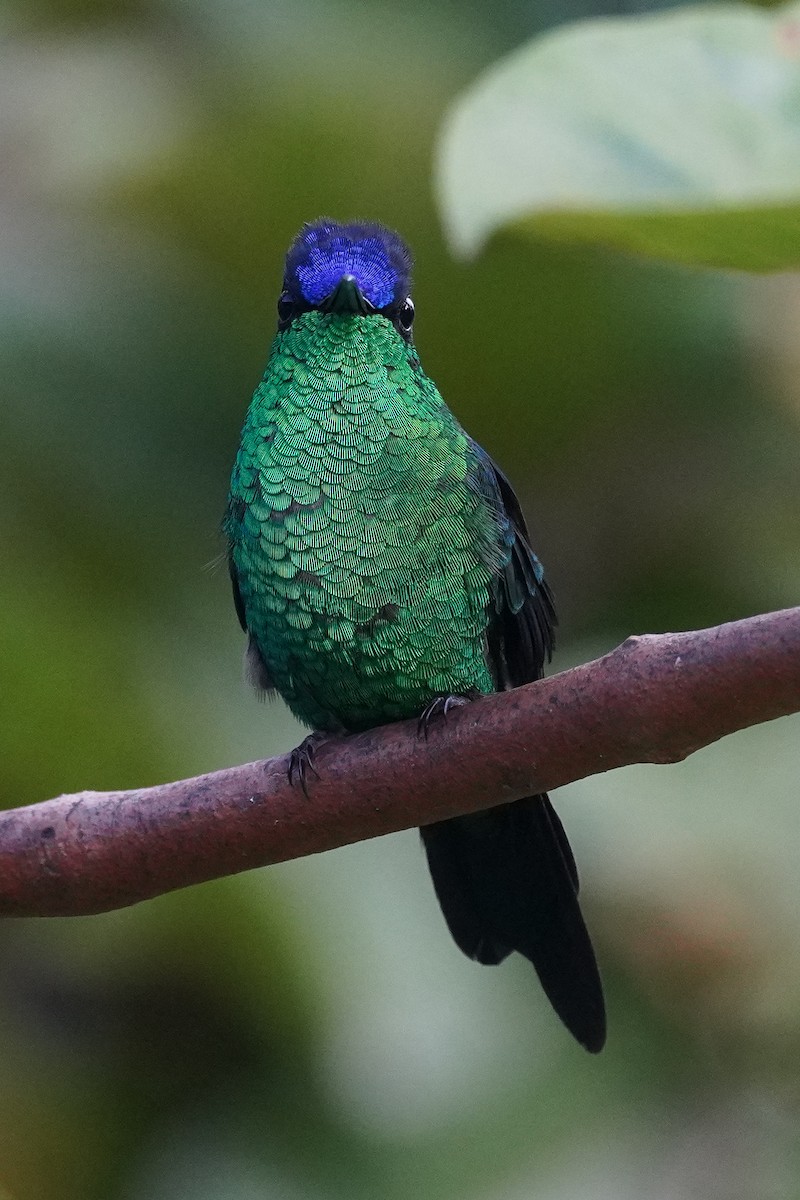 kolibřík fialovotemenný - ML616019525