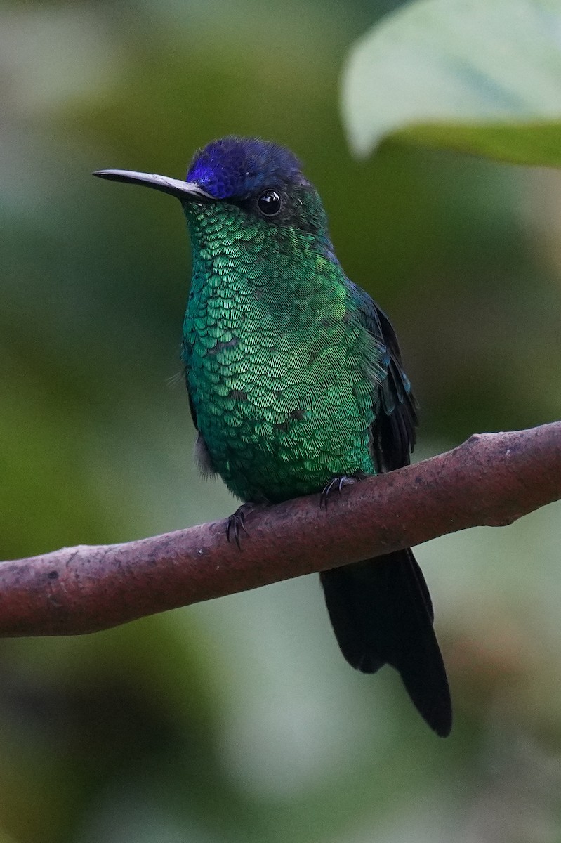 kolibřík fialovotemenný - ML616019527