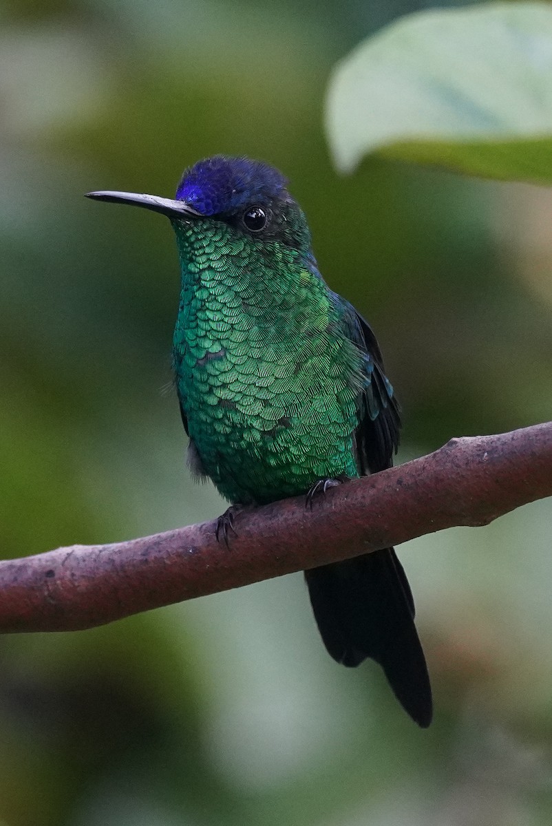 kolibřík fialovotemenný - ML616019529