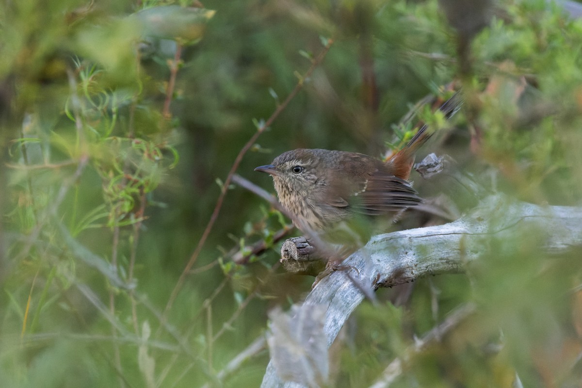 Chestnut-rumped Heathwren - ML616019536