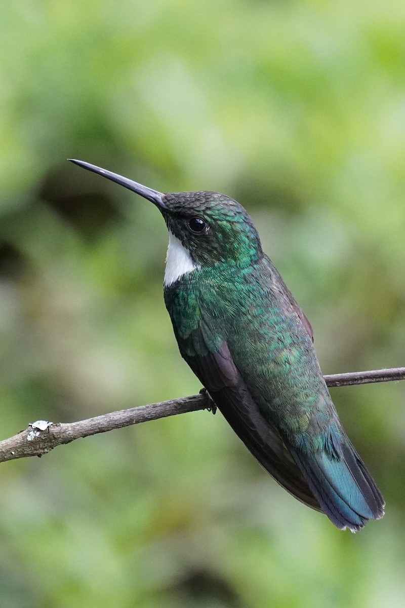 Colibrí Gargantilla - ML616019551