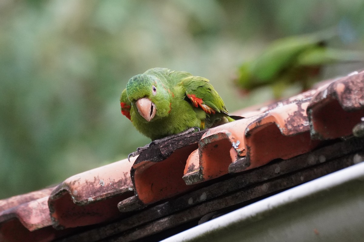 White-eyed Parakeet - ML616019586